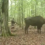 Bison family fights off wolf pack in first-ever video evidence from Polish forest