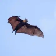 Boy, 11, dies of rabies 19 days after waking with bat on his mouth