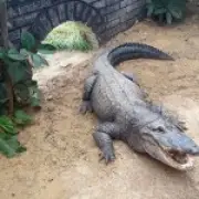 Boy, 3, critical after being thrown into crocodile pit at UK zoo