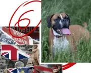 Brexit, Dog Training, and Heat-Trap Homes: Six Must-Reads
