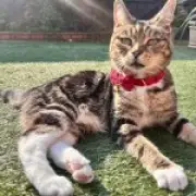 Cat Stolen on Ring Doorbell Found Dead Three Days Later from Dehydration