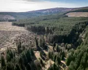 Commercial forests and biodiversity: readers respond to Kielder and tax-break trees