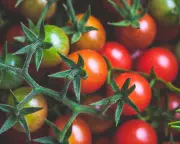 Compost tomatoes and community: small acts of care in an uncertain world