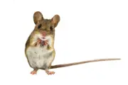 Congresswoman Nancy Mace's TRANS MICE Act targets 'transgender mice' but may confuse with transgenic rodents