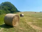 Country diary: Haymaking race against time even in heatwave