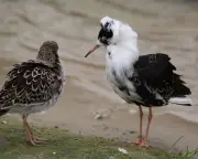 Country Diary: Ruffs Strut Like Ludicrous Walter Raleighs on Essex Estuary
