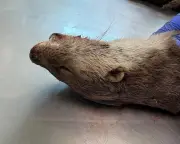 Country diary: The grisly beauty of an otter postmortem in Cardiff