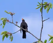 Country Diary: The unique song of the blackbird on my street