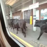 Cows on tracks cause major delays on West Coast Main Line for hours