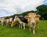 Cows on Tracks Disrupt UK's Busiest Intercity Railway Line for Hours
