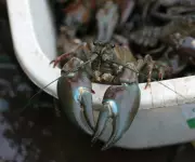 Crayfish Used to Deter Swimmers at Hampstead Heath Ponds