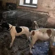 Crufts winner Lynda Cooper banned from owning dogs after 77 starved pets rescued from squalid home