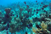 Cuba gets inventive to save pristine reefs amid US blockade and scarcity