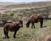 Dartmoor pony cull plan prompts urgent call for livestock rule change