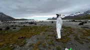 Deadly bird flu reaches Australia's shores, threatening unique wildlife