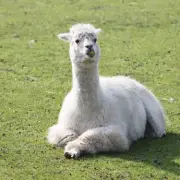 Discover Belmont Farm: Feed Alpacas and Goats in North London