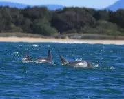 Dolphin Census in NSW Reveals Stable Population Numbers