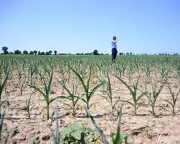 EU green chief: Europe heatwave shows need to reject climate denial 'lies'
