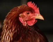 First Human Bird Flu Death in Australia: H5N1 Case Confirmed