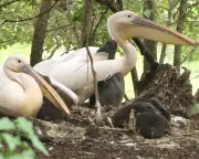 First Pelicans in 360 Years Hatch in St James's Park, London