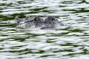 Florida woman killed in rare alligator attack while swimming in river