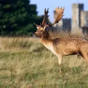 Free deer park near London: Knole Park in Sevenoaks with 350 deer