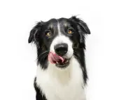 From nipple cream to marbles: the bizarre things dogs have eaten