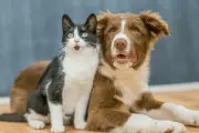 Furbo Dog Camera: Keep Tabs on Your Pets from Anywhere