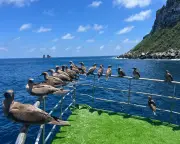 Galápagos Expedition Reveals Hammerhead Sharks' Epic Migrations