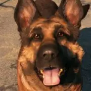 Gaming PC Saves Woman's Life After Neighbor's Dog Fires Gun Through Wall