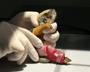Global Wildlife: Squirrel Splint, Hyena Feeding, Great White Shark Sighted