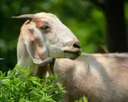 Goats Can Find Food by Following Human Voice, Study Finds
