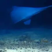 Goblin shark filmed alive in deep sea for first time ever