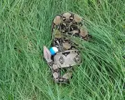 Golfers in County Durham face 3-metre boa constrictor hazard on course