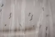 Google Seeks US Approval to Release 32 Million Sterile Mosquitoes