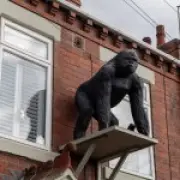 Gorilla statue evicted from Yorkshire home now on display in Mayfair