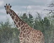 Gracie the Wandering Giraffe Found Safe in Texas After Nearly Two Weeks