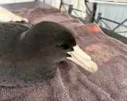 H5N1 bird flu confirmed in giant petrel in Western Australia, experts on high alert