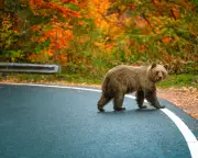 Hairpin bends and bears: readers' favourite European road trips