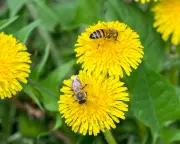 Honeybees Create Special 'Baby Food' for Balanced Larval Diet, Study Finds
