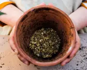Houseplant gravel hack: does it improve drainage?