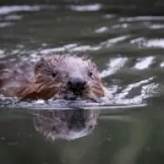 How eight beavers solved a Tube flooding problem that baffled engineers for decades