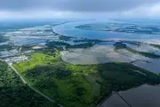 How Global Shrimp Demand is Devastating Ecuador's Mangroves