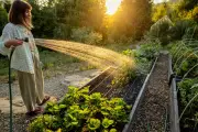 How to garden in a heatwave: from recycling bathwater to making the most of shade