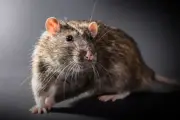 If we can't keep rats out of jails, we shouldn't put children in them