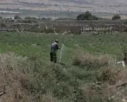 Israeli settlement produce mislabelled as Israeli in EU exports, investigation finds