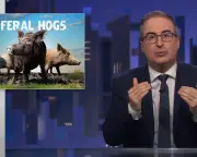 John Oliver on feral hogs: 'One of the most destructive species in the country'