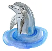 Kids' Quiz: Dolphin Blowholes and Cloud Speed Facts Test
