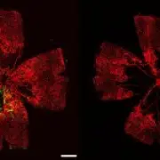 Lab-grown cells restore sight in mice, offering hope for blindness treatment