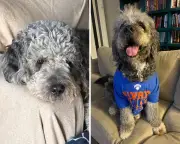 LAPD Fatally Shoots Family Dog Celebrating Knicks Win, Sparking Outrage
